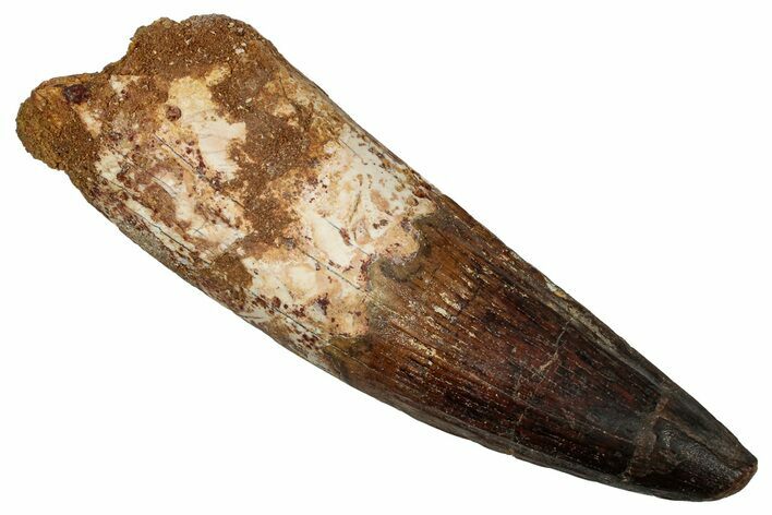 Real Fossil Spinosaurus Tooth - Large Dinosaur Tooth #335984